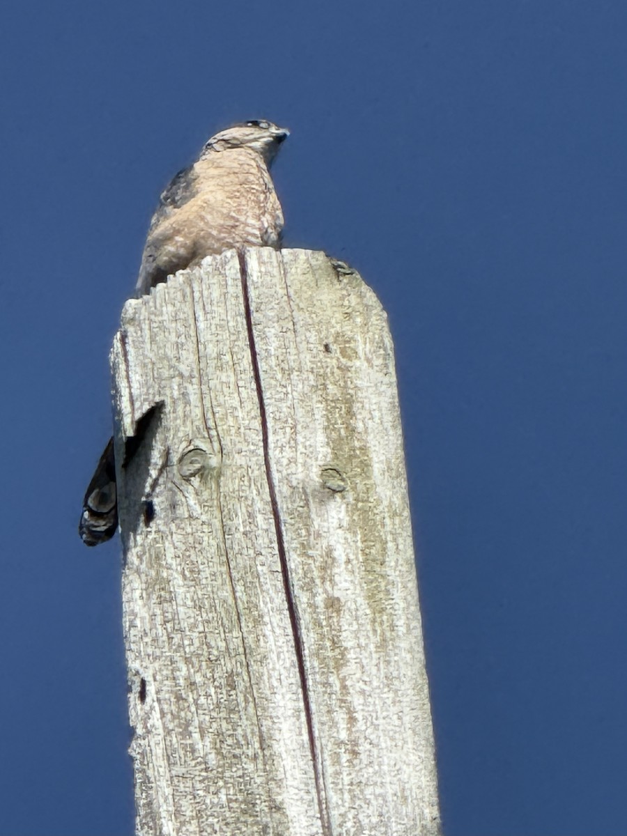 Cooper's Hawk - ML645923747