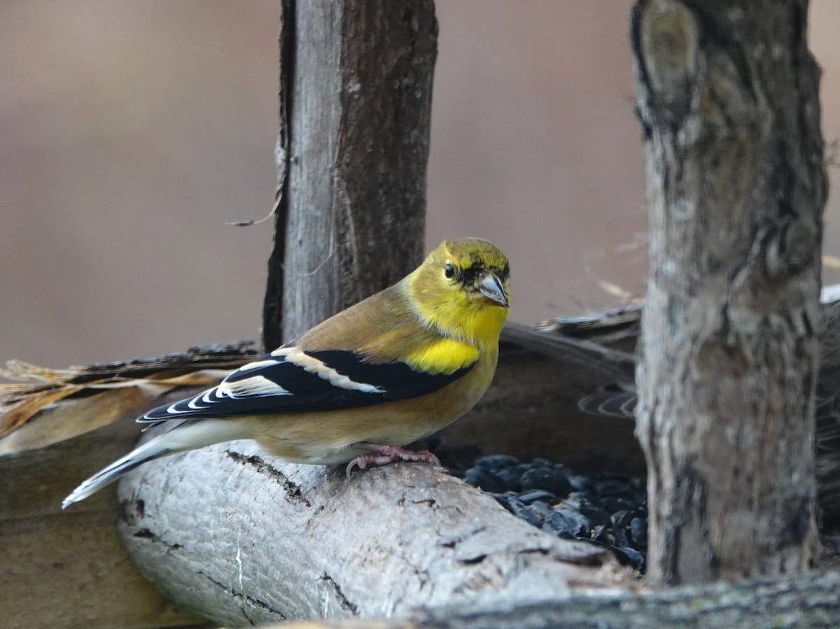 American Goldfinch - ML645923751