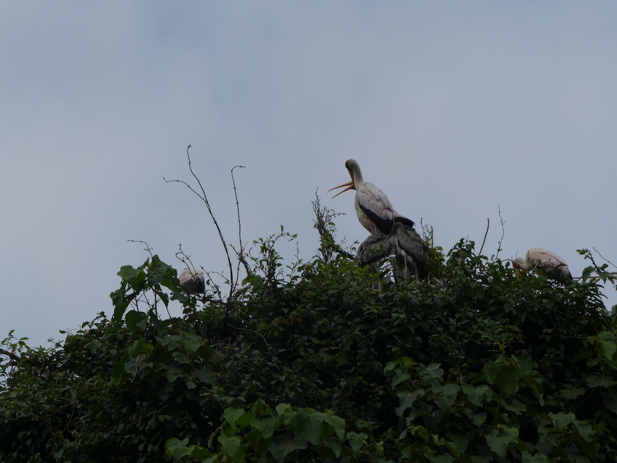 Yellow-billed Stork - ML645923756