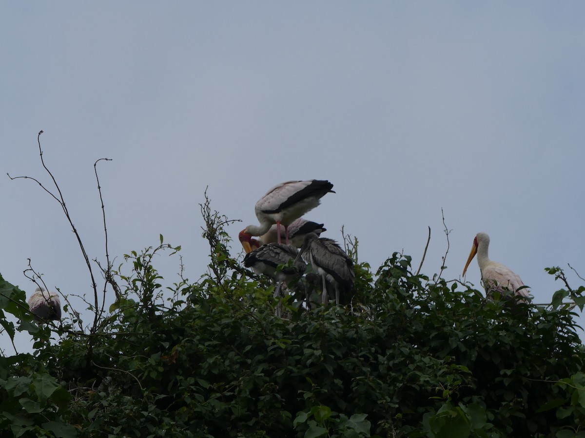 Yellow-billed Stork - ML645923757