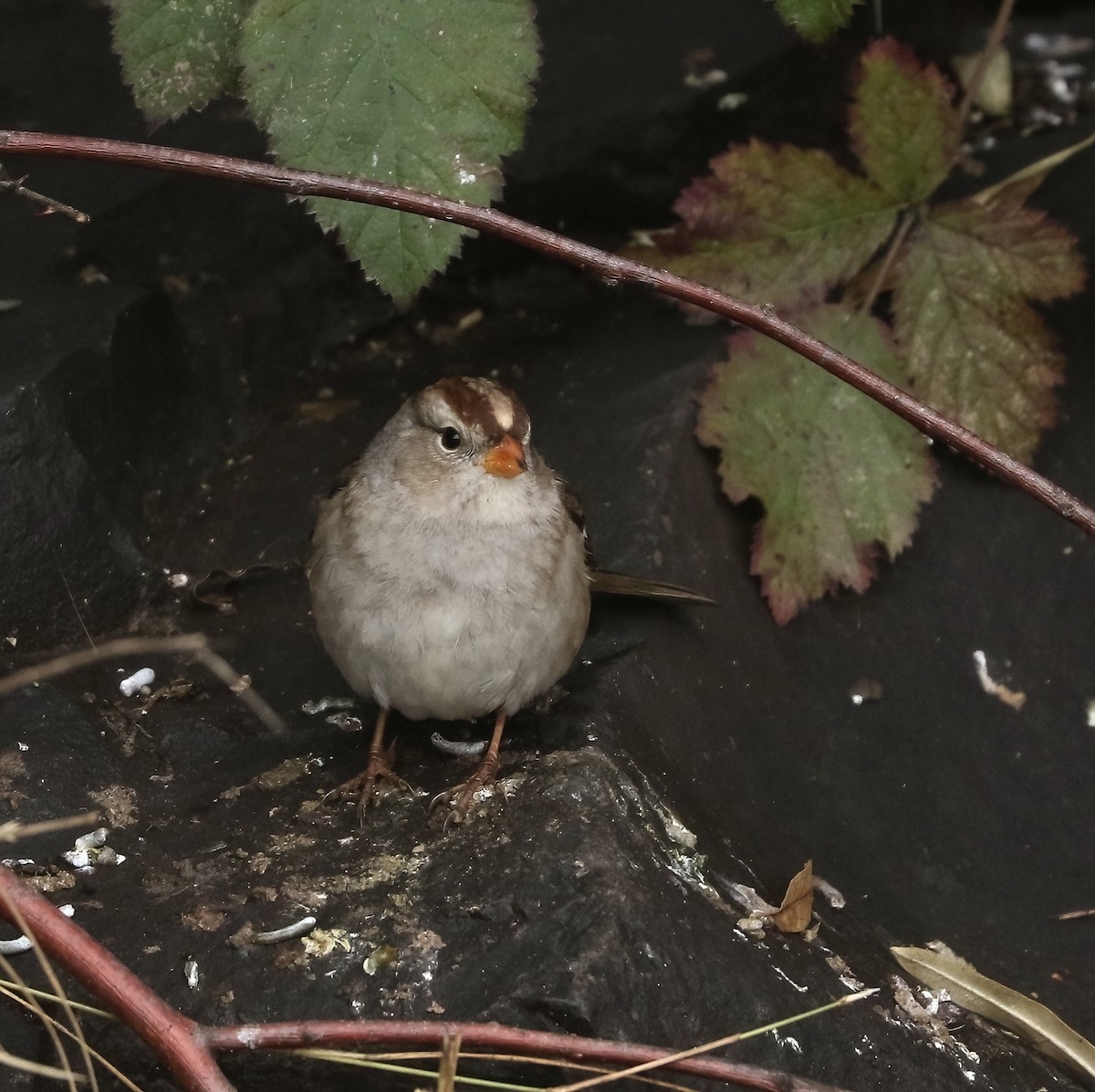 Белобровая овсянка - ML645923761