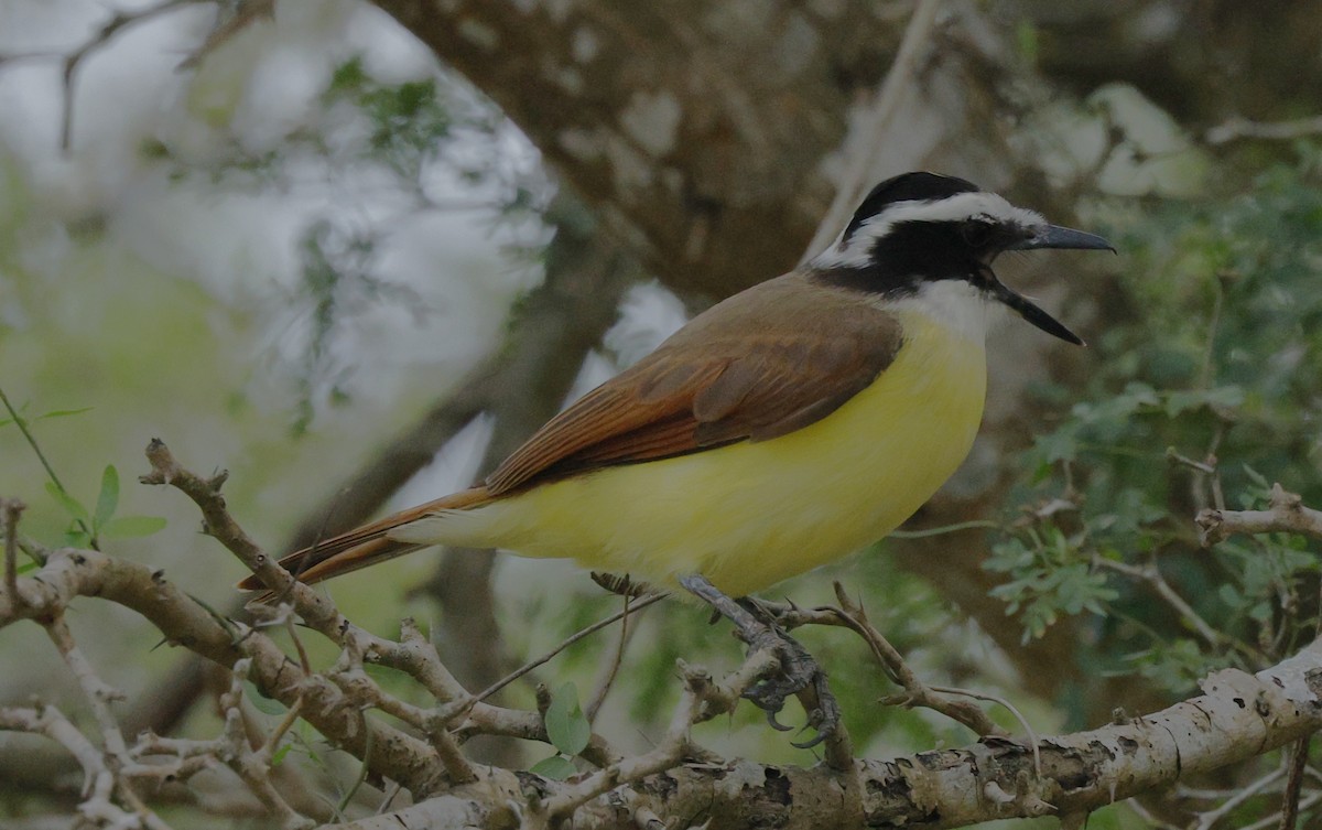 Great Kiskadee - ML645923763