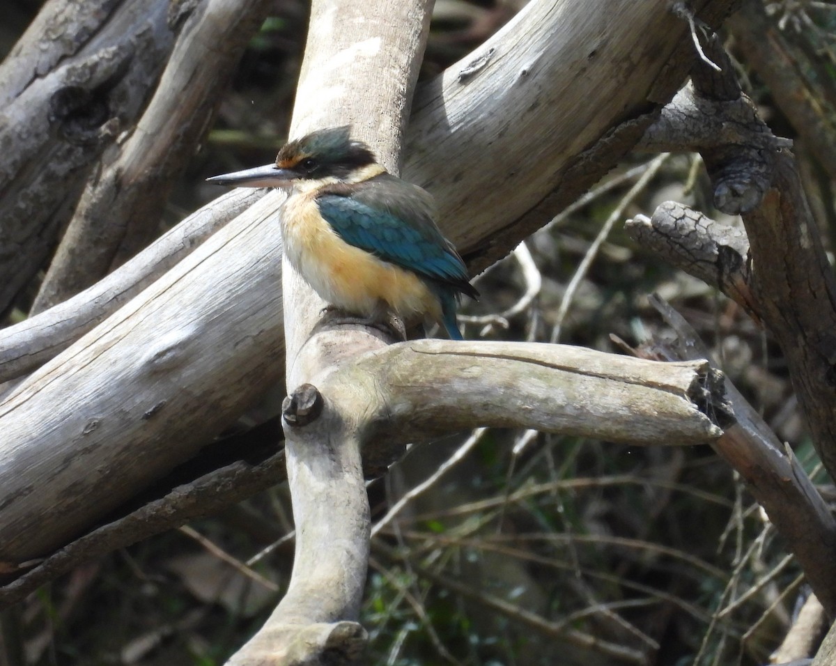 Sacred Kingfisher - ML645923781