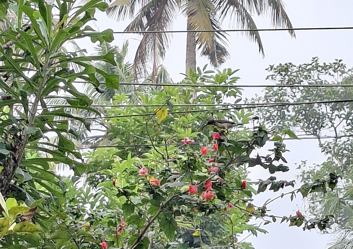 Loten's Sunbird - ML645923800