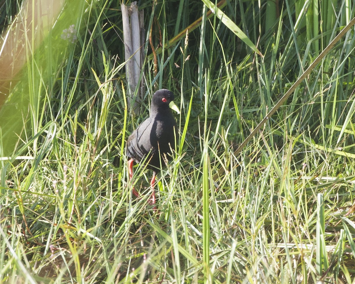 Чёрный погоныш - ML645923803