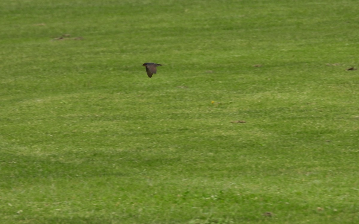 Welcome Swallow - ML645923804