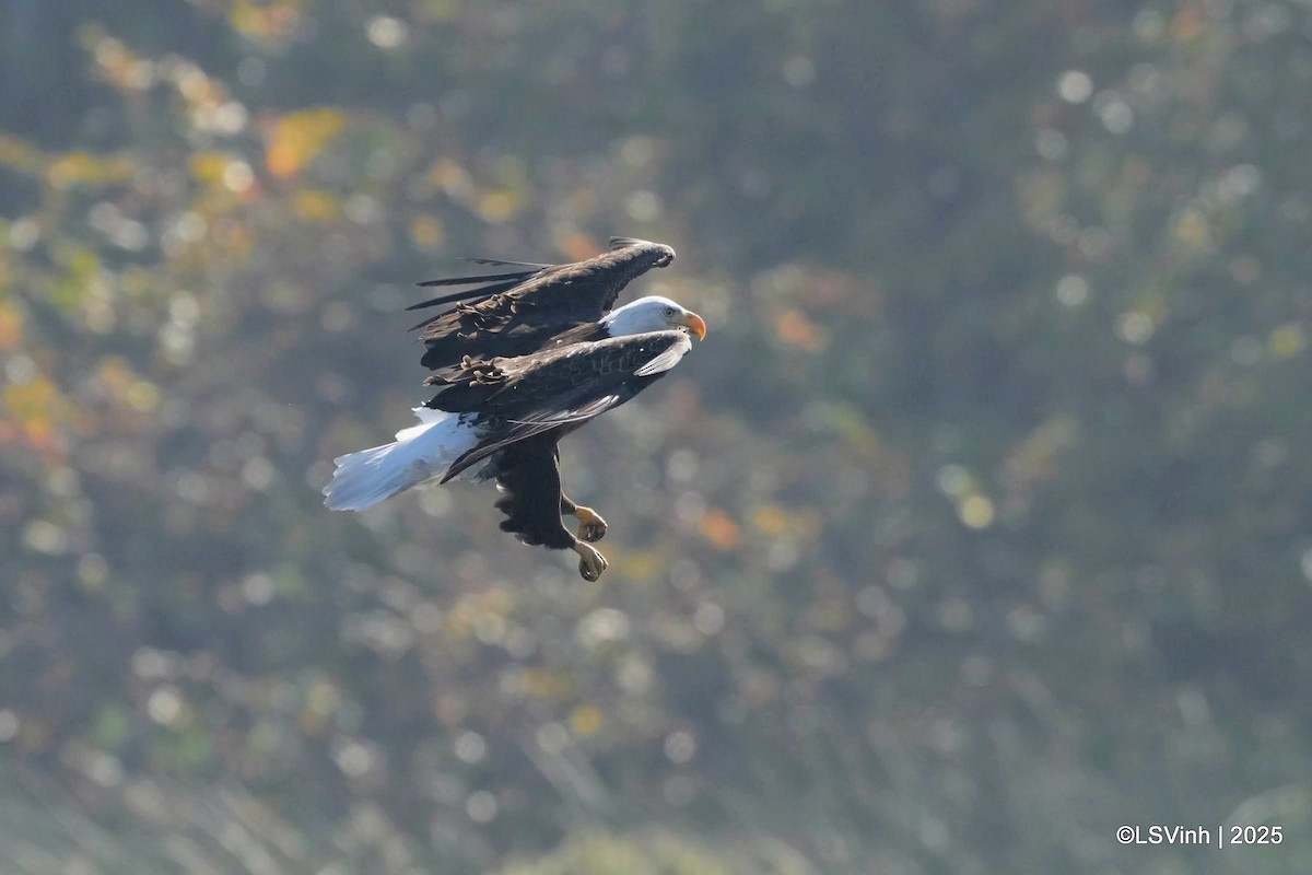 Белоголовый орлан - ML645923810