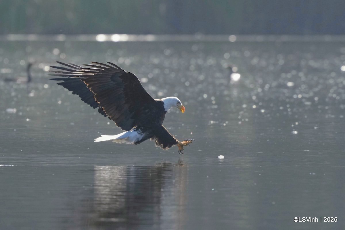 Белоголовый орлан - ML645923811