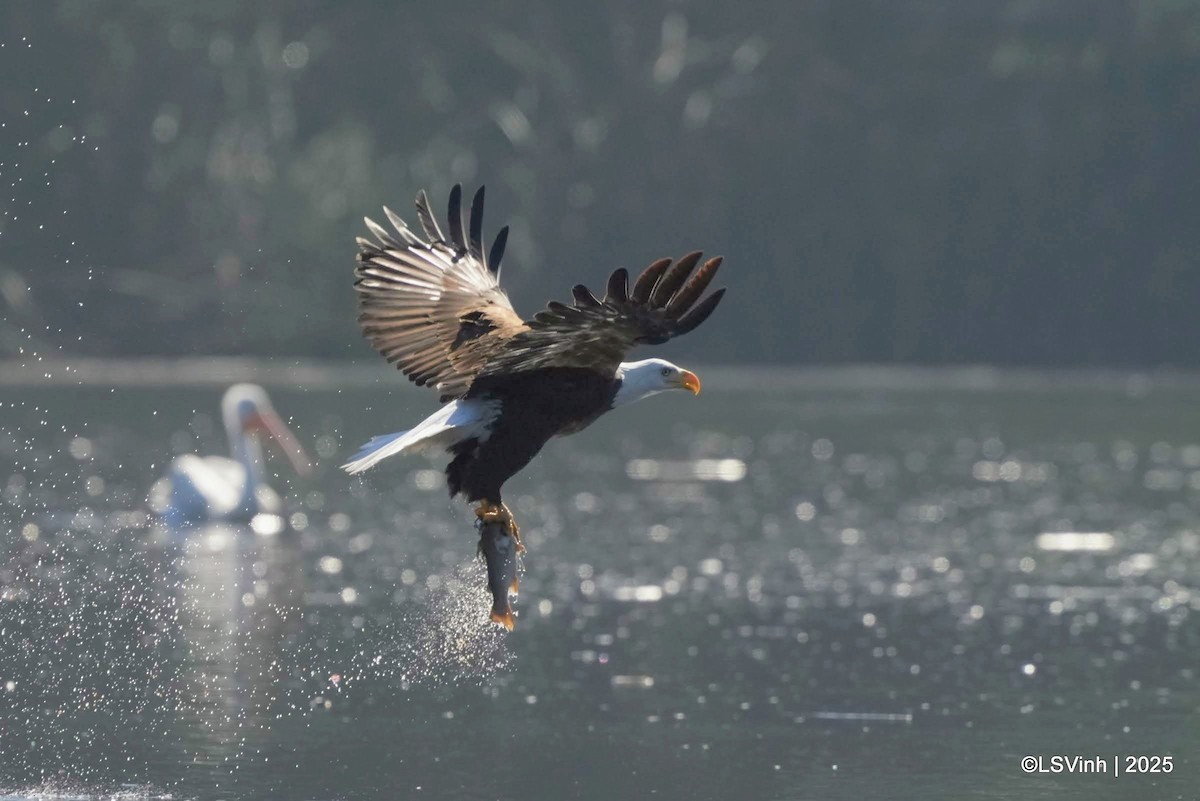 Белоголовый орлан - ML645923812