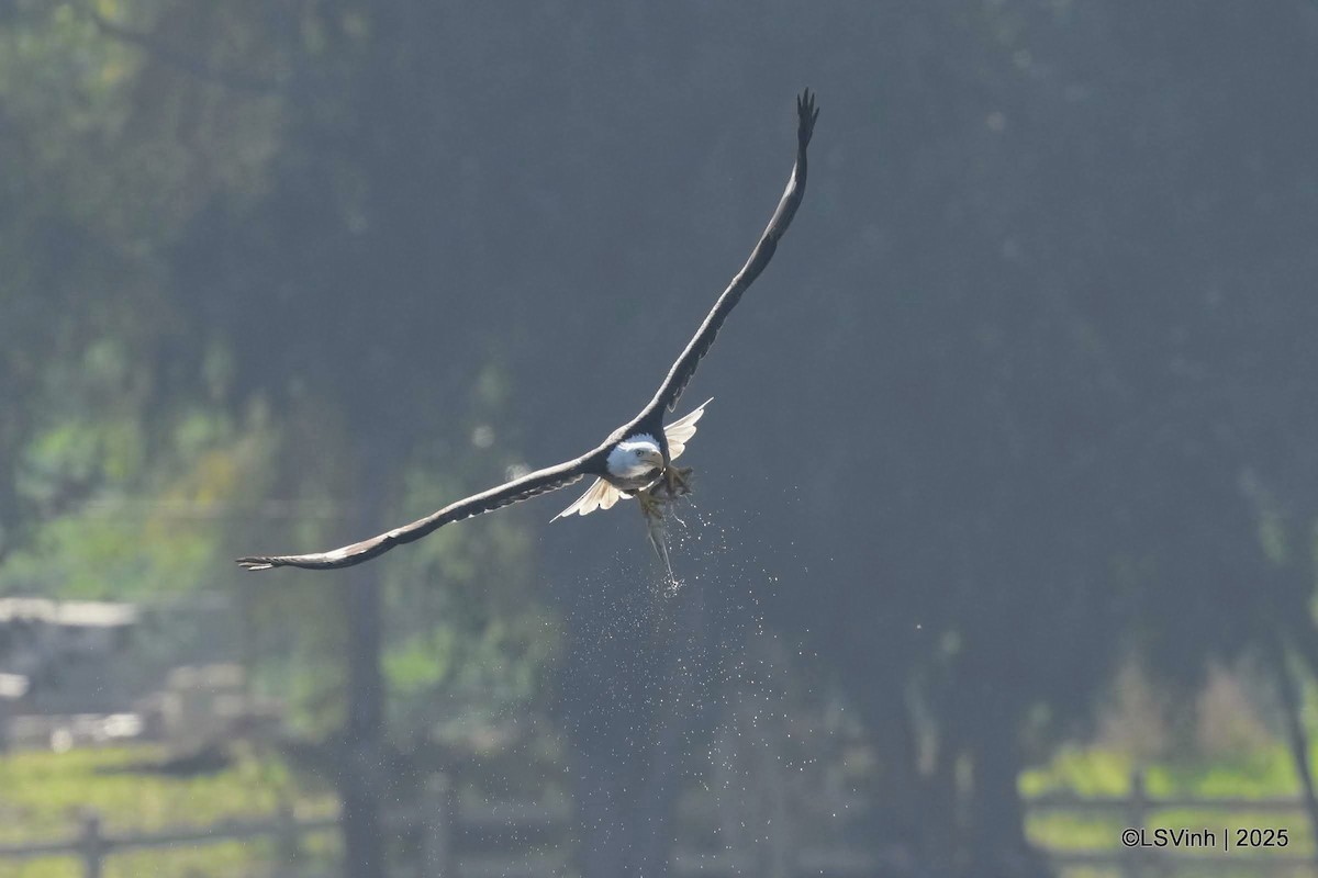 Белоголовый орлан - ML645923813