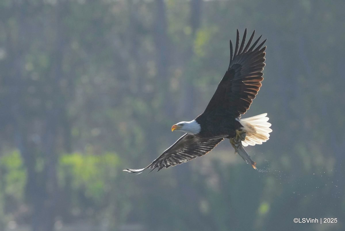 Белоголовый орлан - ML645923814