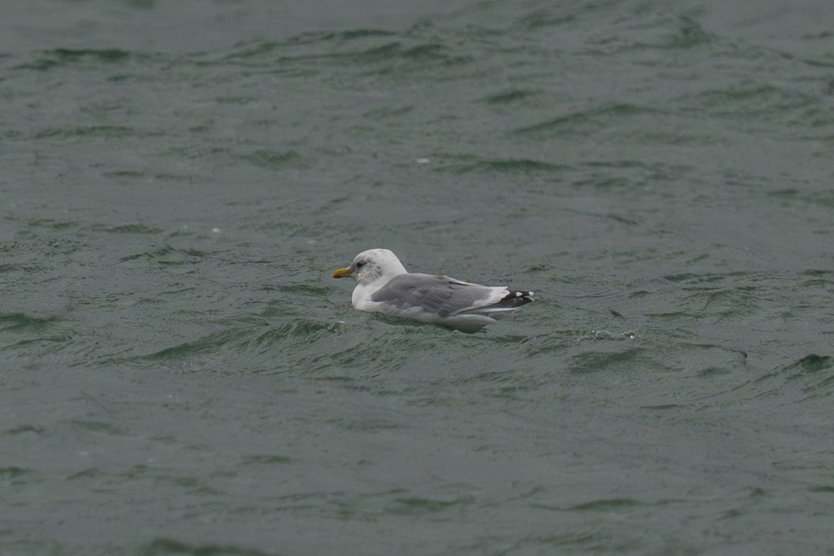 gull sp. - ML645923816