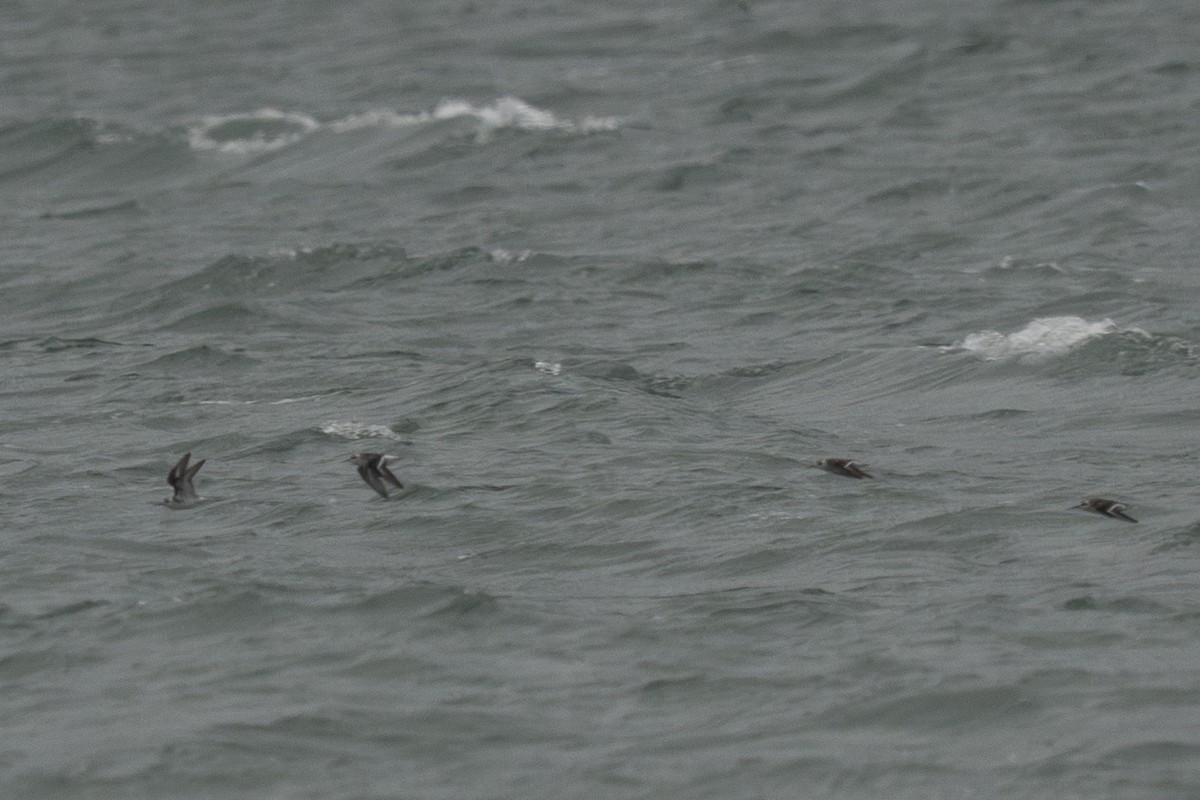 Red-necked Phalarope - ML645923825