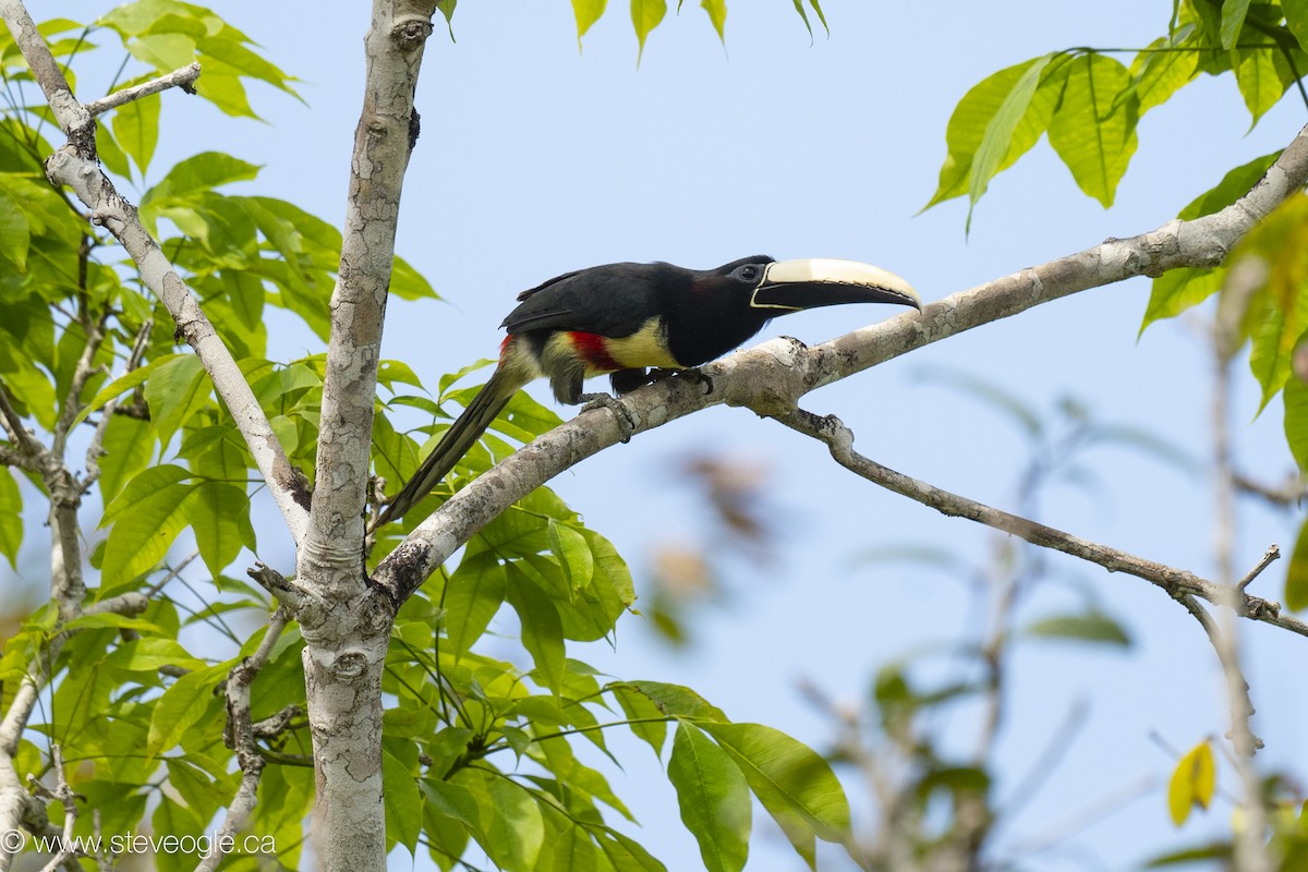 Araçari grigri - ML645923830