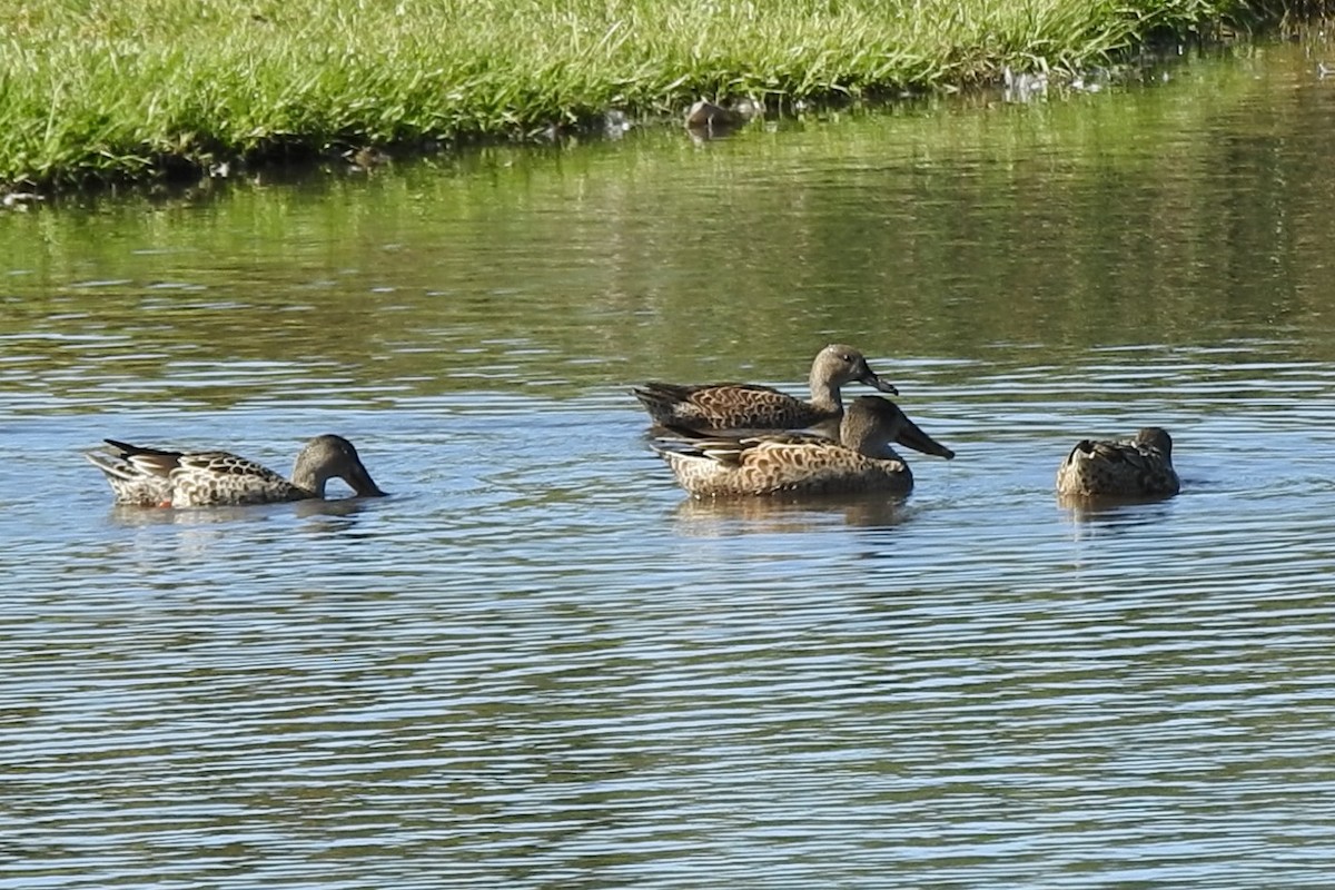 Mestolone - ML645923838