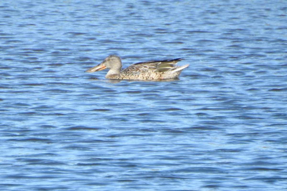 Mestolone - ML645923839