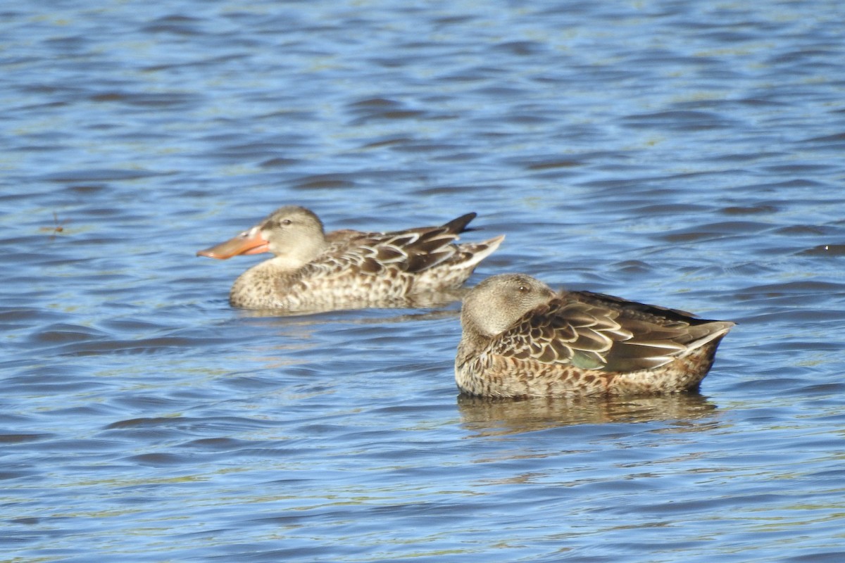 Mestolone - ML645923840