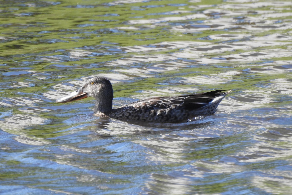 Mestolone - ML645923841