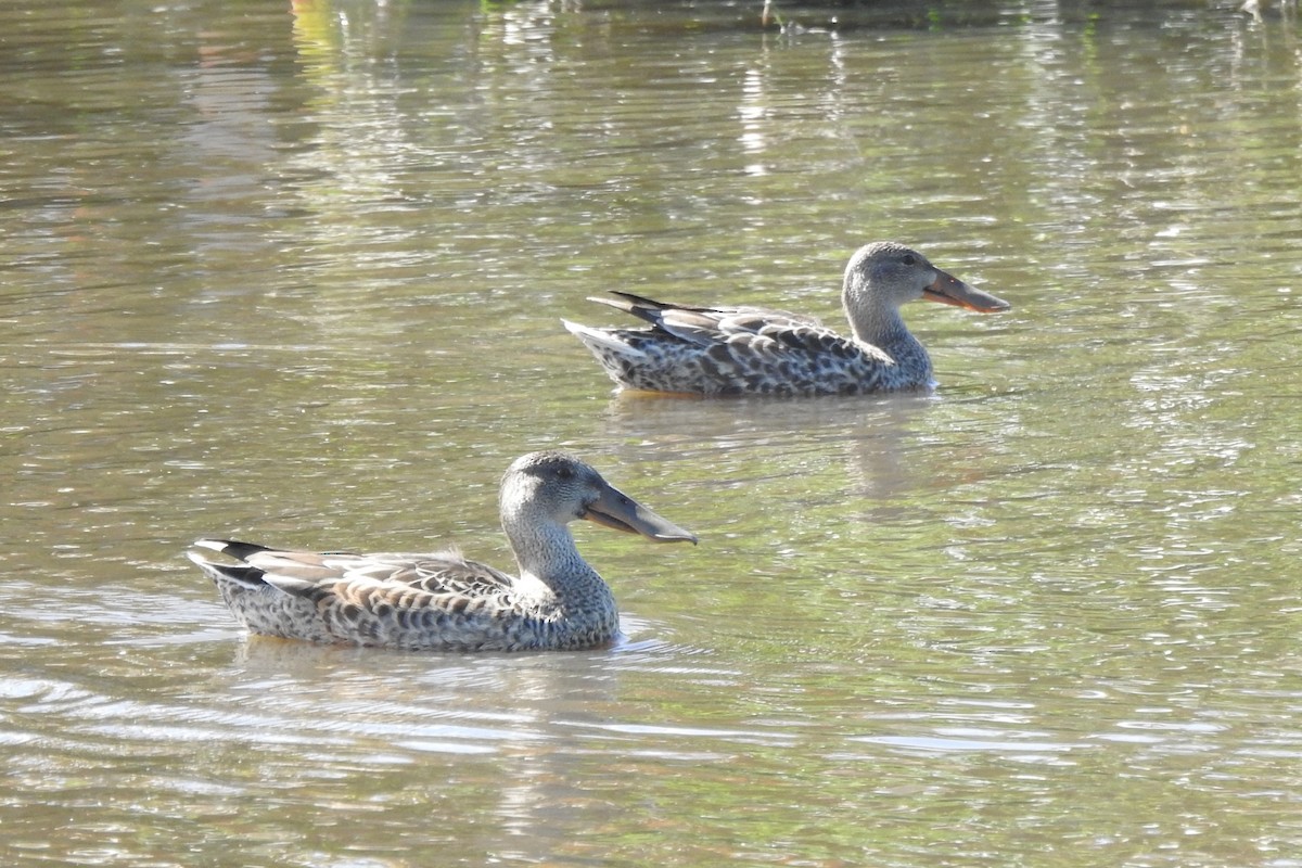 Mestolone - ML645923842