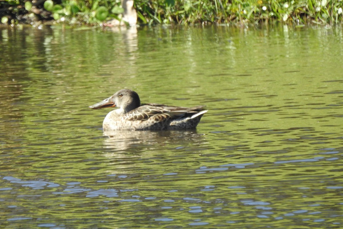 Mestolone - ML645923843