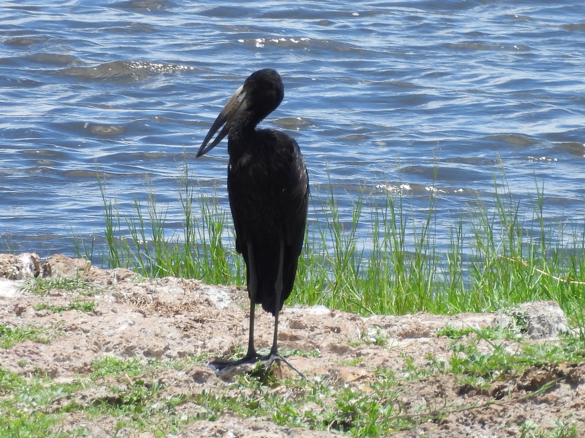 African Openbill - ML645923862