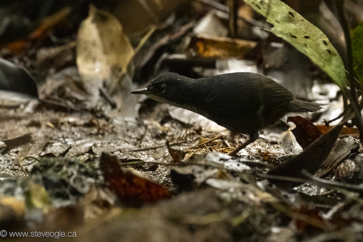 Mérulaxe du Bahia - ML645923885