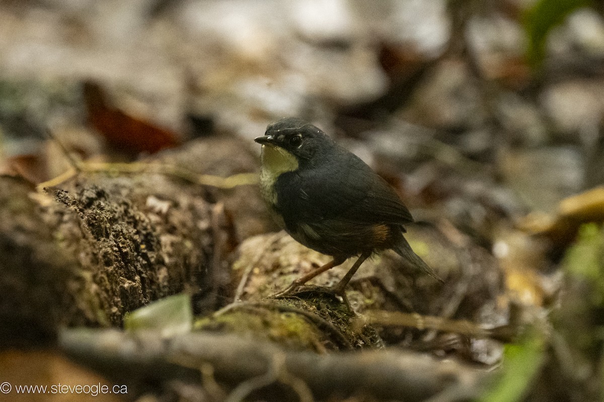 Mérulaxe du Bahia - ML645923886