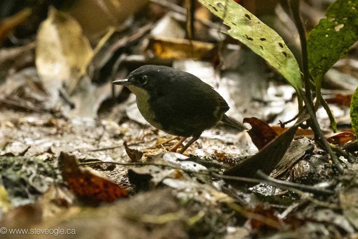 Mérulaxe du Bahia - ML645923887