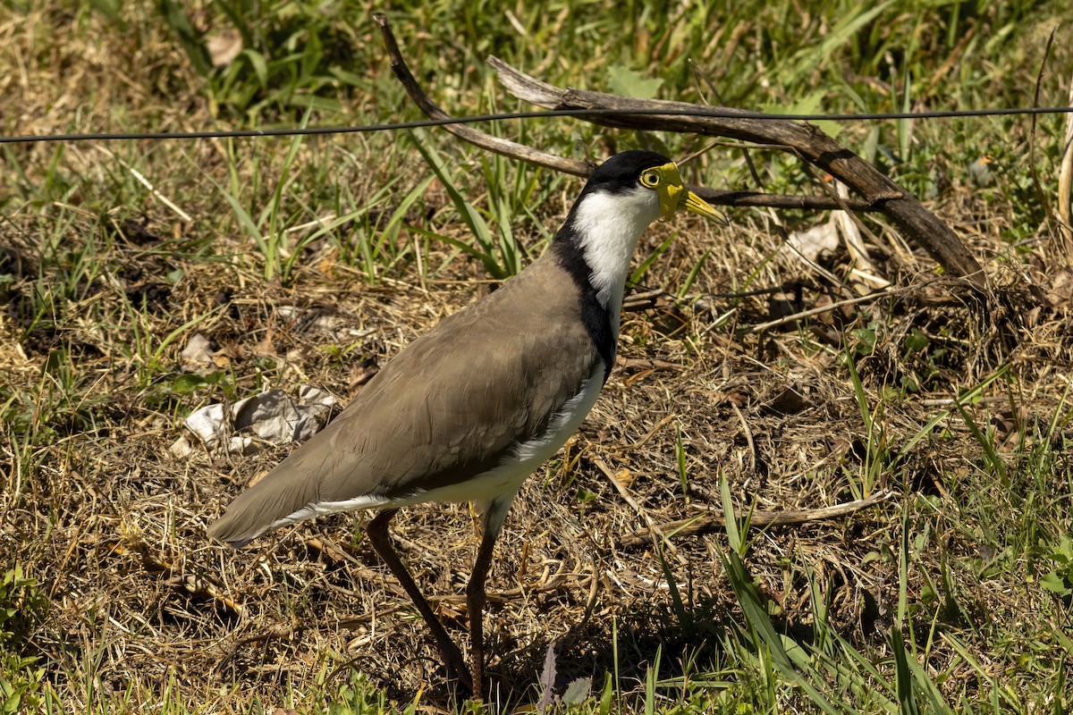 Masked Lapwing - ML645923905