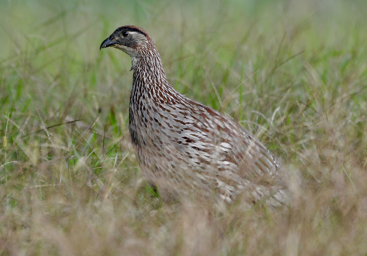 Erckel's Spurfowl - ML645923908
