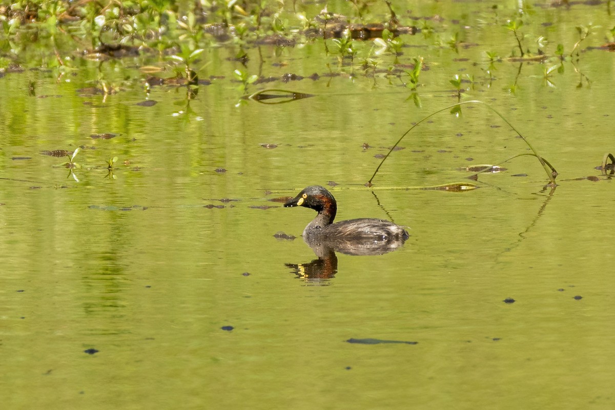 Australasian Grebe - ML645923923