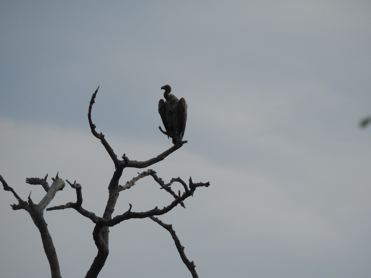 Ak Sırtlı Akbaba - ML645923925