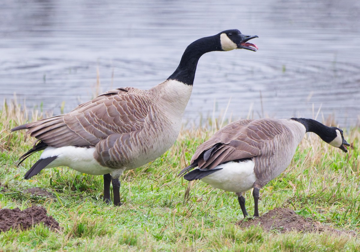 eBird Checklist - 26 Nov 2025 - Billy Frank Jr. Nisqually NWR - 68 ...