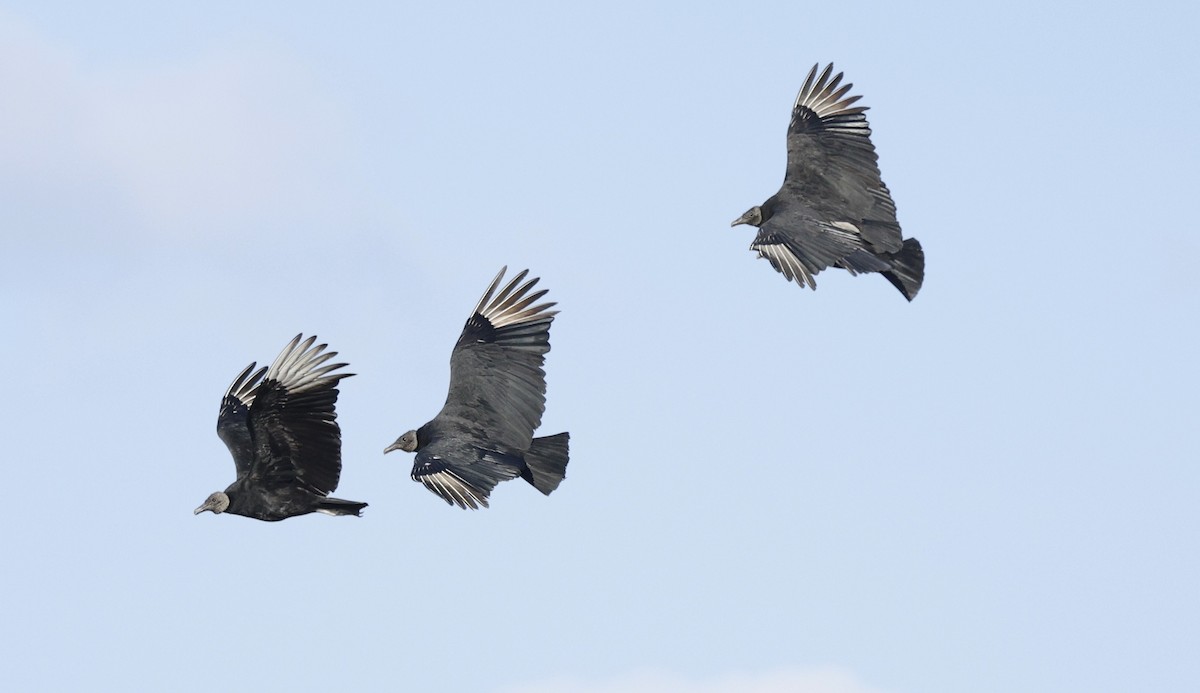 Катарта чорна - ML645923929