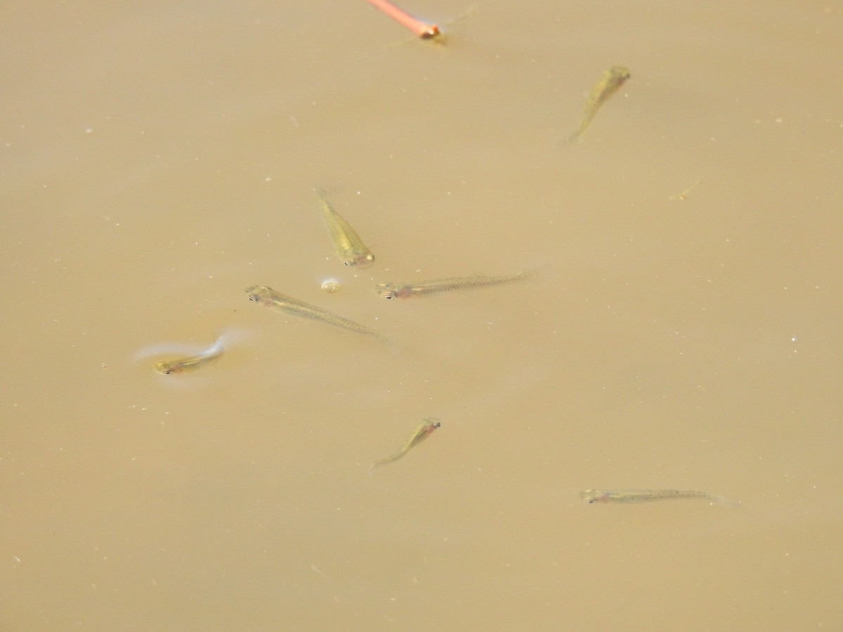 Mosquitofishes - ML645923941