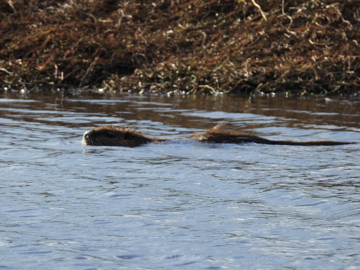 Mammals - ML645923942