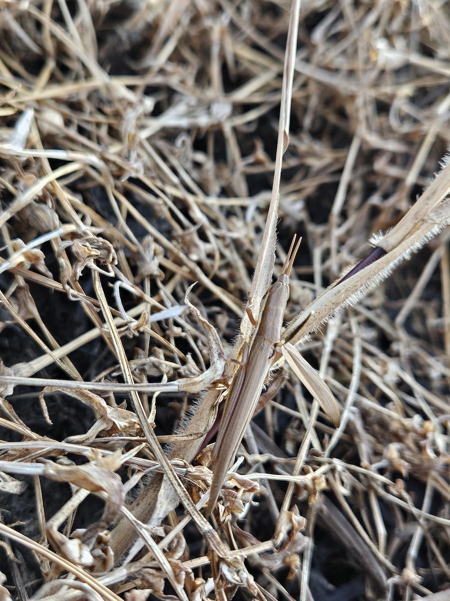 Cattail Toothpick Grasshopper - ML645923944