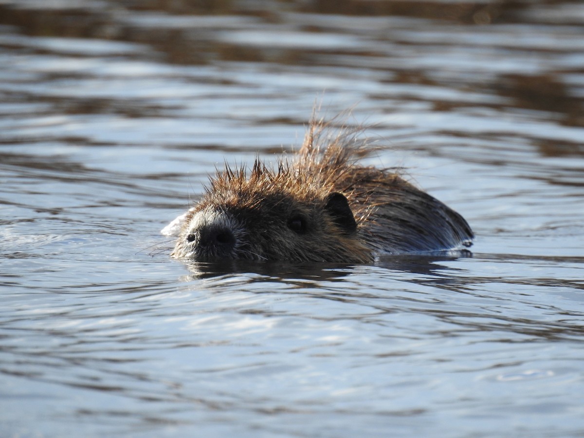 Mammals - ML645923945