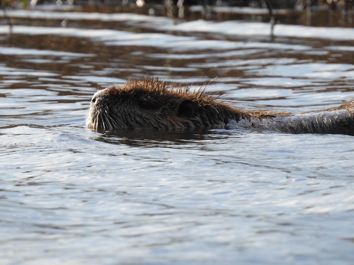 Mammals - ML645923946