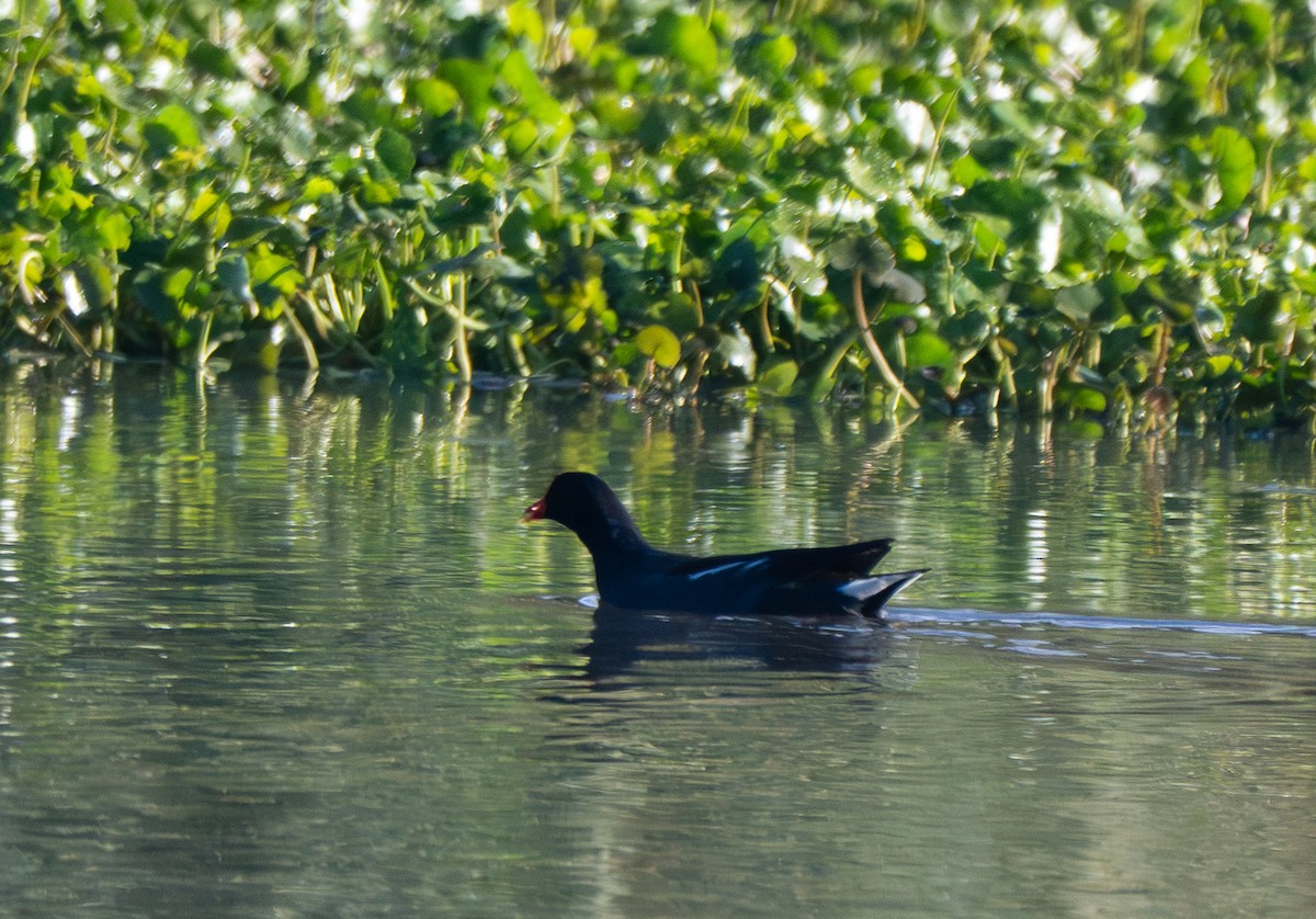 アメリカバン - ML645923958