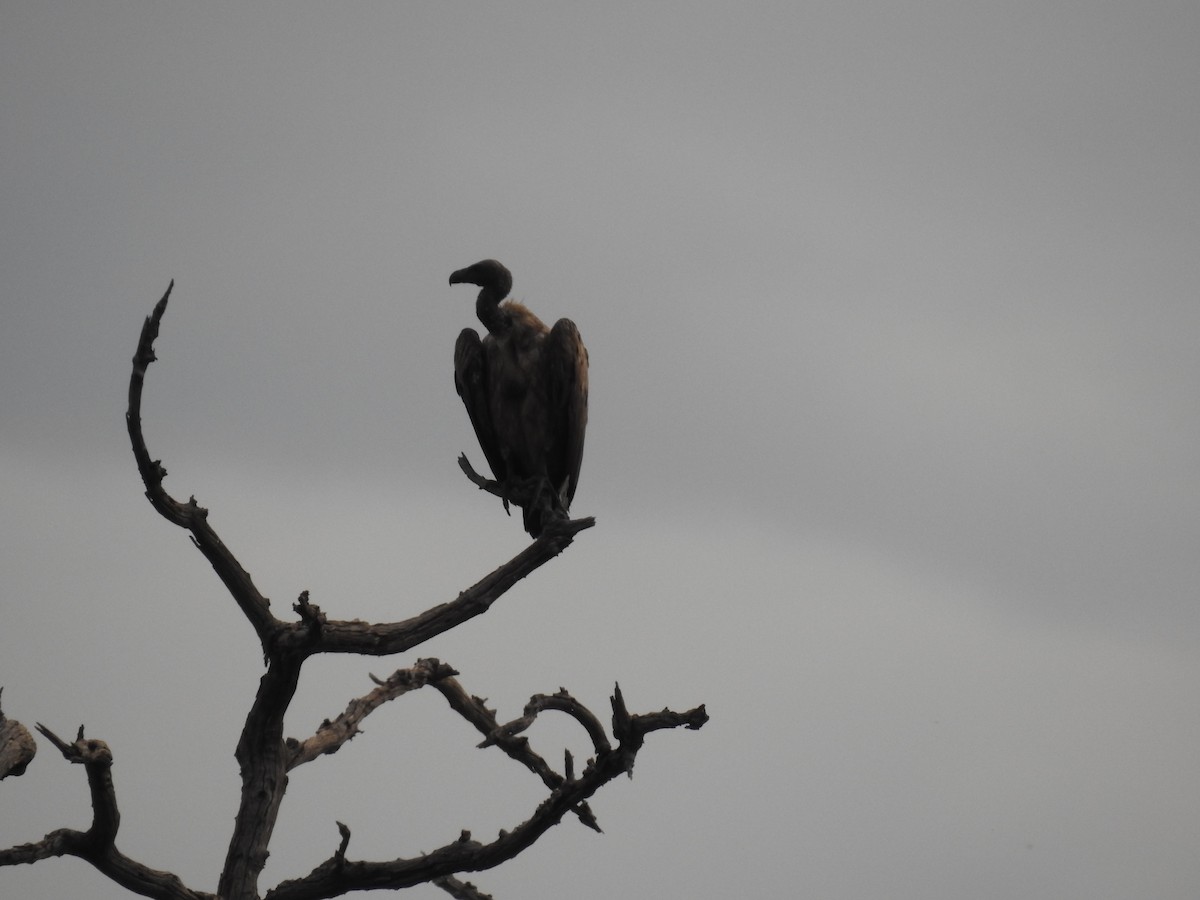 Ak Sırtlı Akbaba - ML645923970