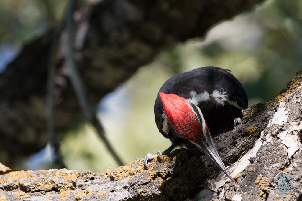 Pileated Woodpecker - ML645923972