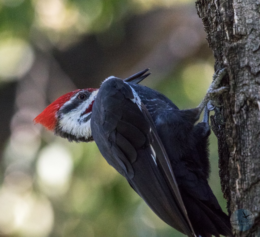 Pileated Woodpecker - ML645923973
