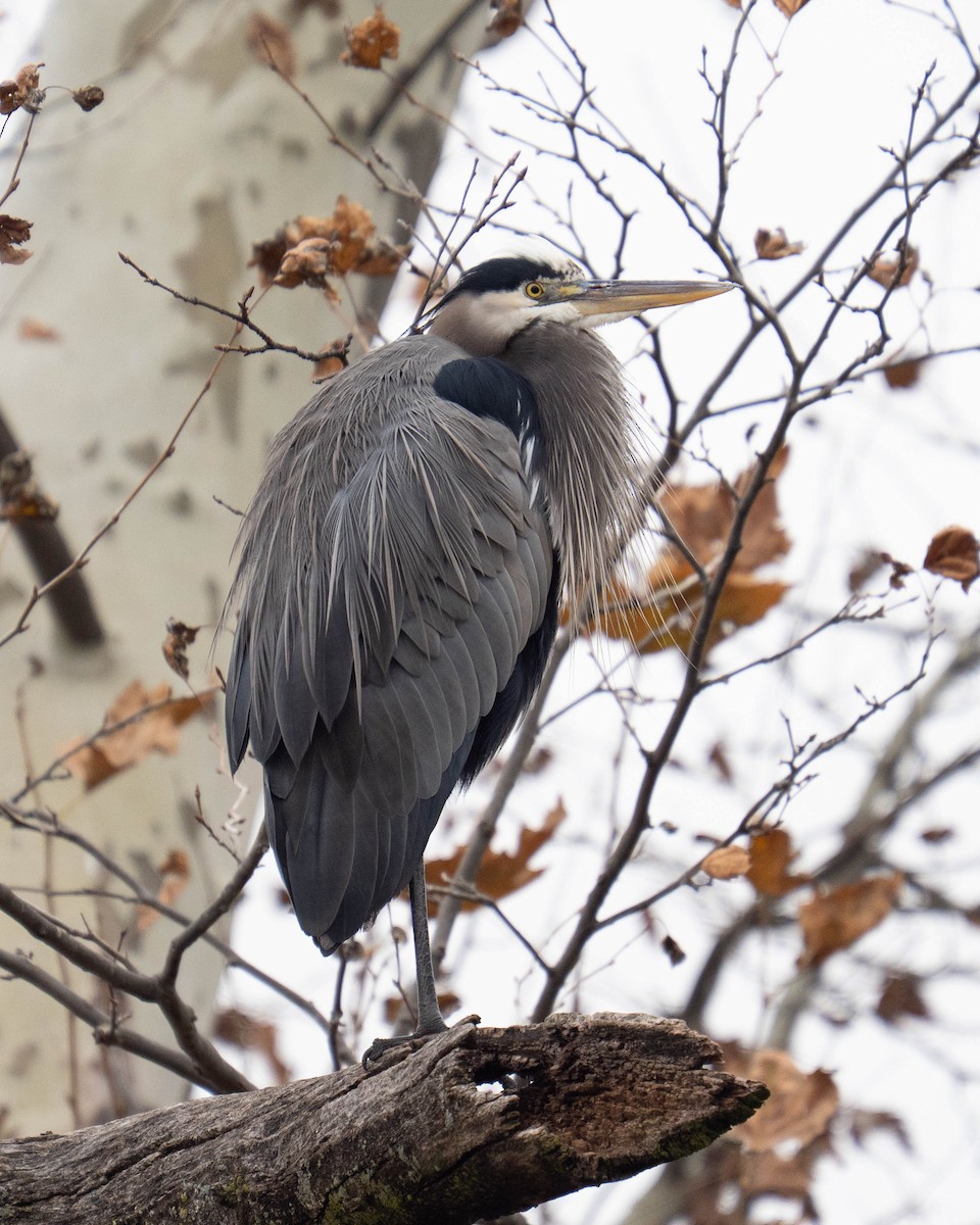 Great Blue Heron - ML645923982