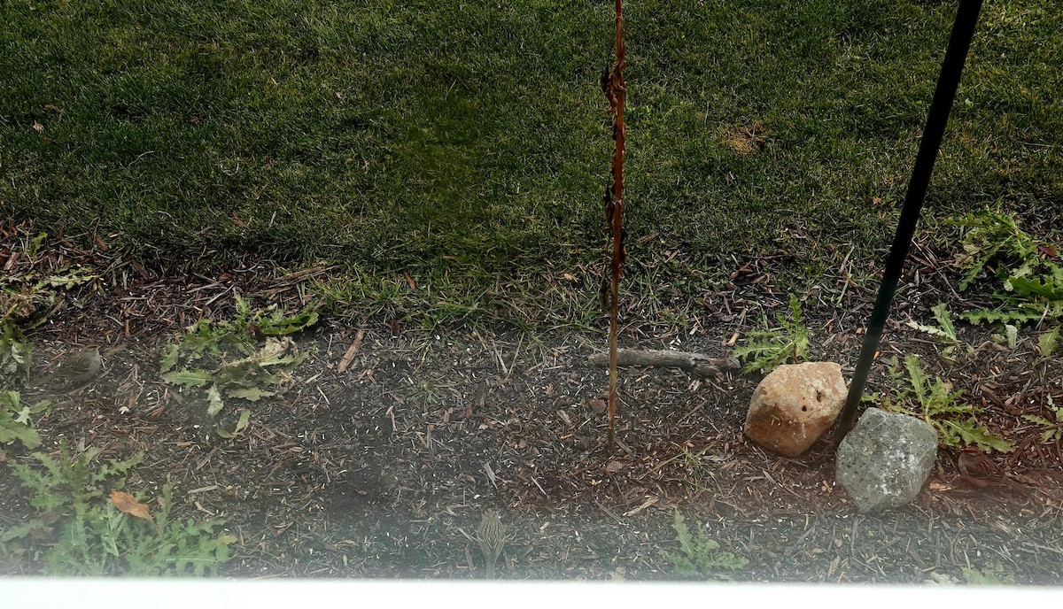 White-crowned Sparrow - ML645924004