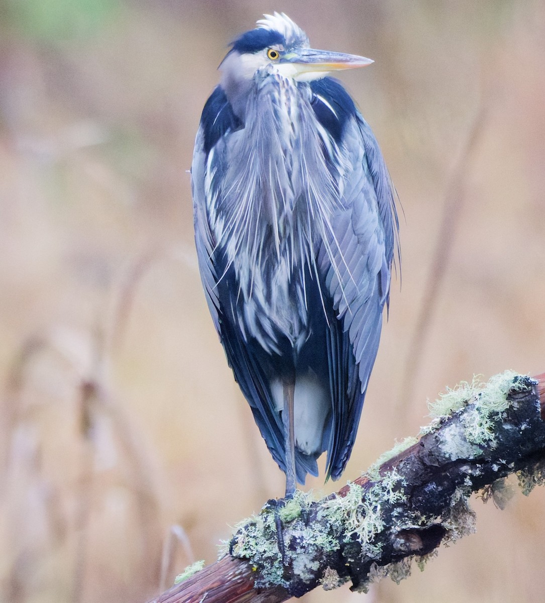 Great Blue Heron - ML645924016