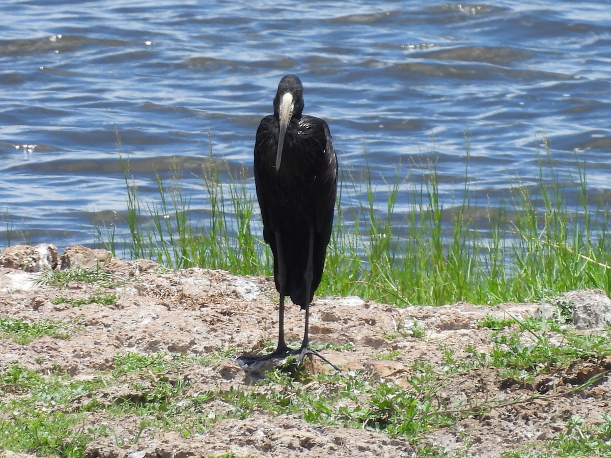 African Openbill - ML645924025
