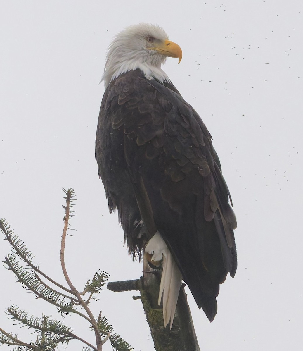 Bald Eagle - ML645924026