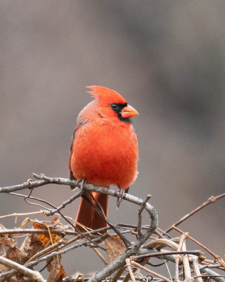 Cardinal rouge - ML645924028