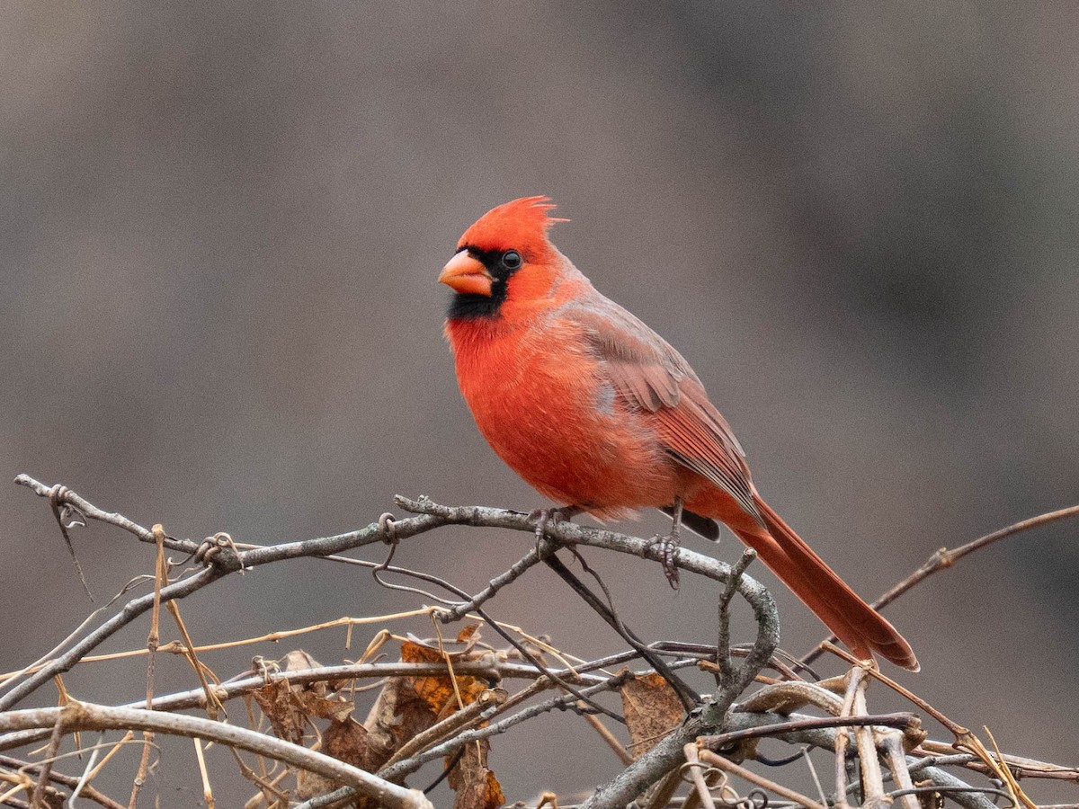 Cardinal rouge - ML645924030